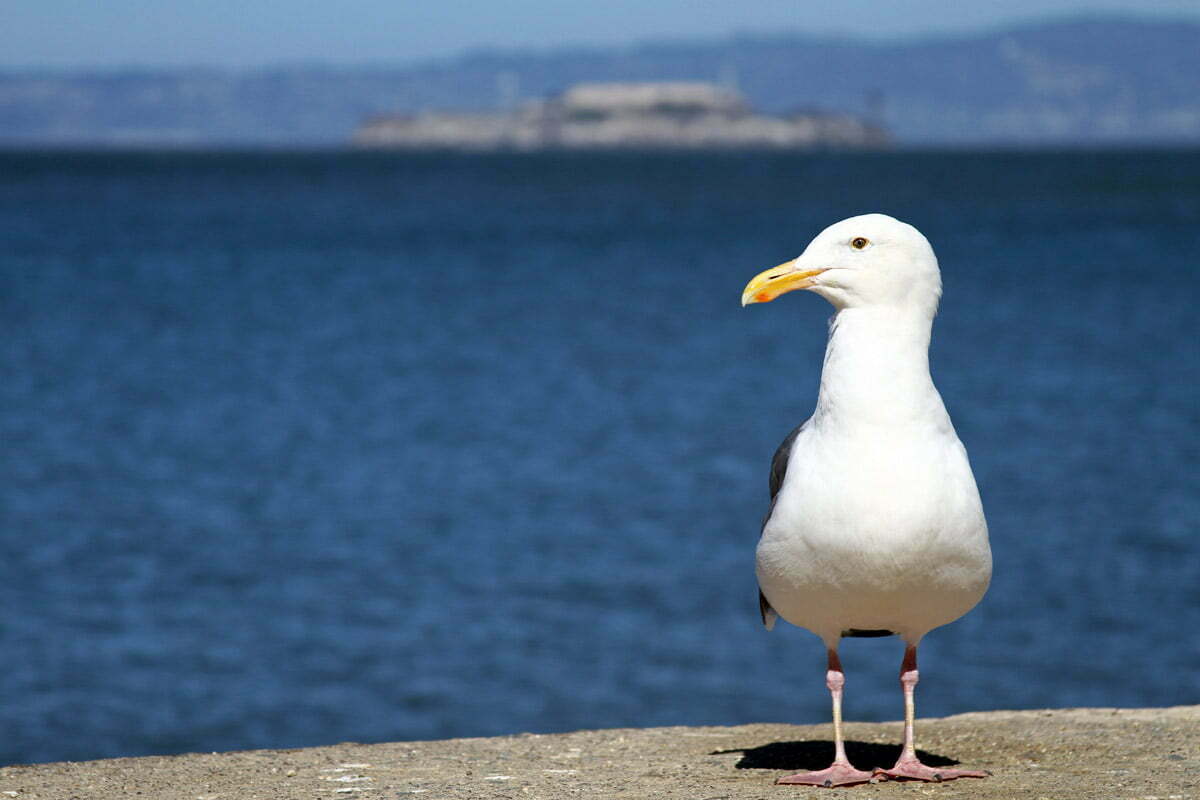 A seagull stands on a ledge near the bay with Alcatraz in the background in San Francisco, California.