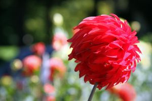 A wind swept red dahlia is seen from the side near the Conservatory of Flowers at Golden Gate Park in San Francisco, California.