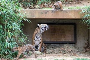 A tiger mom looks at its cub above her on a ledge while the other cubs scampers away at the National Zoo in Washington DC.