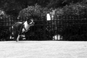 A black and white photo of a Boston Terrier mix running in a dog park.