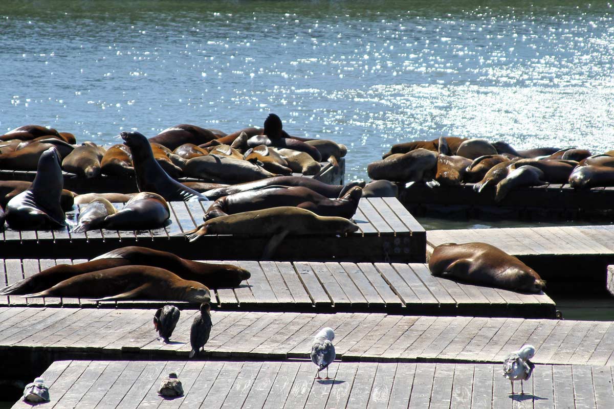 A large group of sea lions bask in the sunlight on barges near Pier 39 in San Francisco, California.