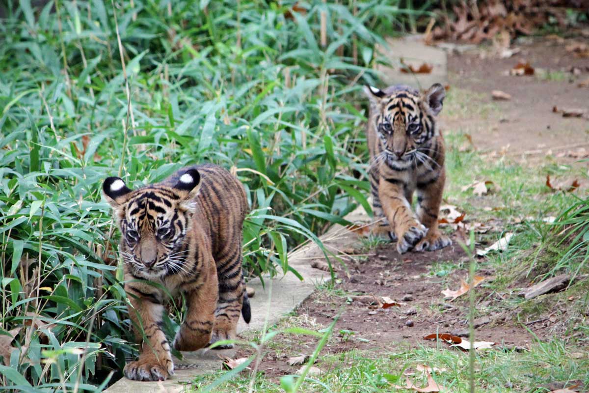Two young tiger cubs run along a ledge in line at the National Zoo in Washington DC.