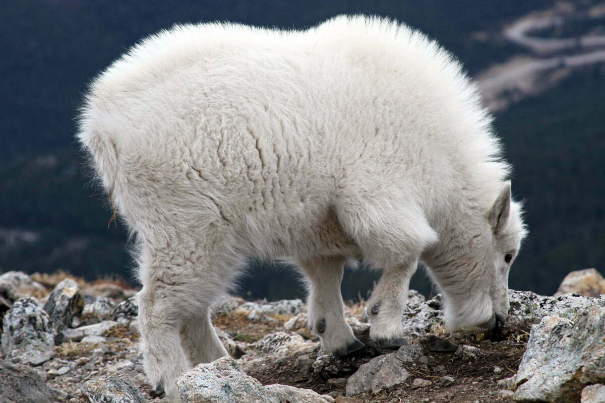 A puffy white baby mountain goat licks rocks on a hike in Colorado.