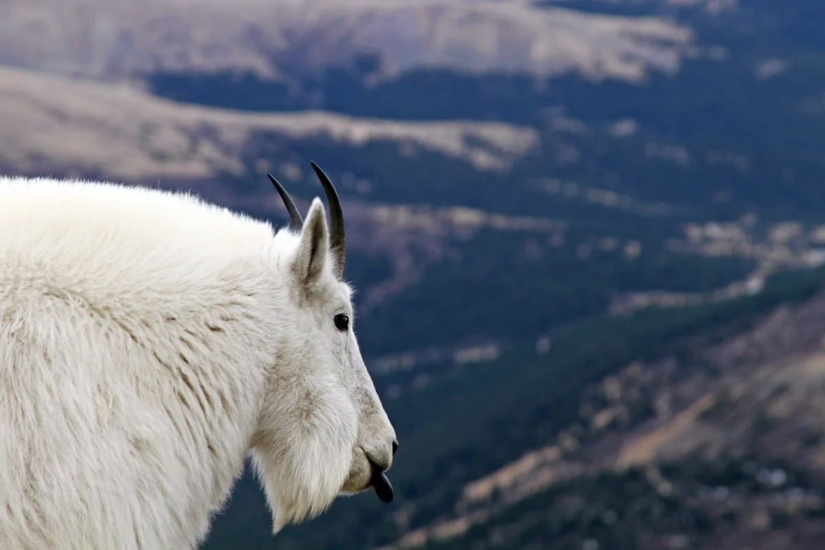 A white mountain goat with horns sticks out her black tongue on a hike in Colorado.