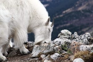 A large white mountain goat with small horns closes her eyes while licking a rock.