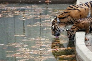 A tiger mother and her cub lap up water together at the National Zoo in Washington DC.