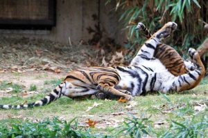 A tiger cub and mother frolic at the National Zoo in Washington DC.