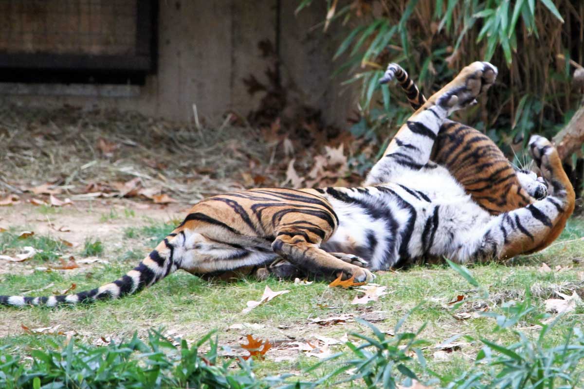 A tiger cub and mother frolic at the National Zoo in Washington DC.