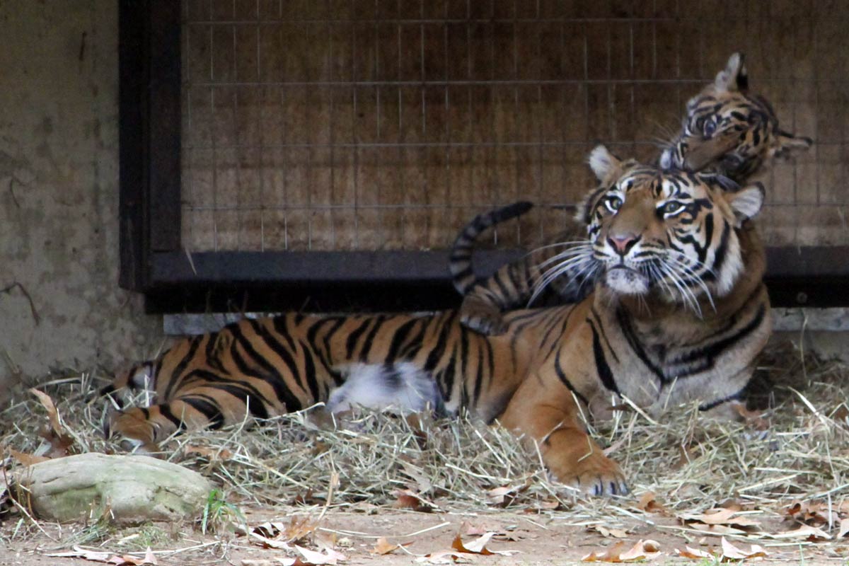 A tiger cub plays on the head of her mother at the National Zoo in Washington DC.