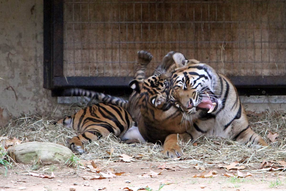 A young tiger cub gets toss off the head of its mother at the National Zoo in Washington DC.