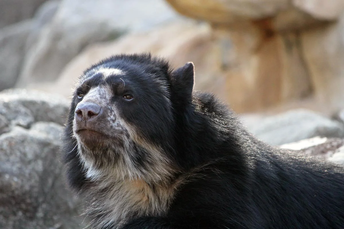 A spectacled or andean bear looks skeptically at visitors to the National Zoo in Washington DC.