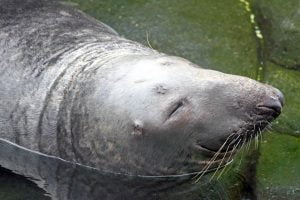 A happy gray seal rests in the water with a big smile and closed eyes at the National Zoo in Washington DC.
