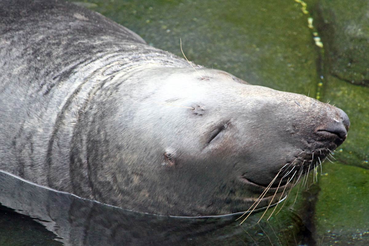 A happy gray seal rests in the water with a big smile and closed eyes at the National Zoo in Washington DC.