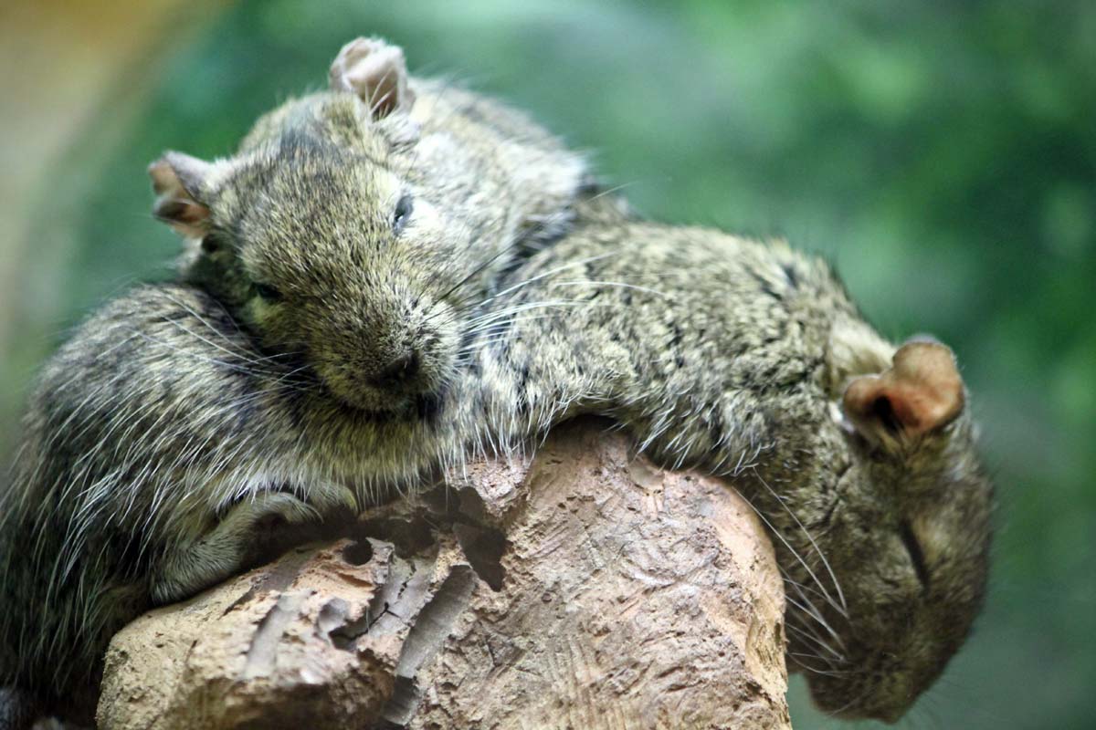 A degu rodent rests his head on a friend and sleeps at the National Zoo in Washington DC.