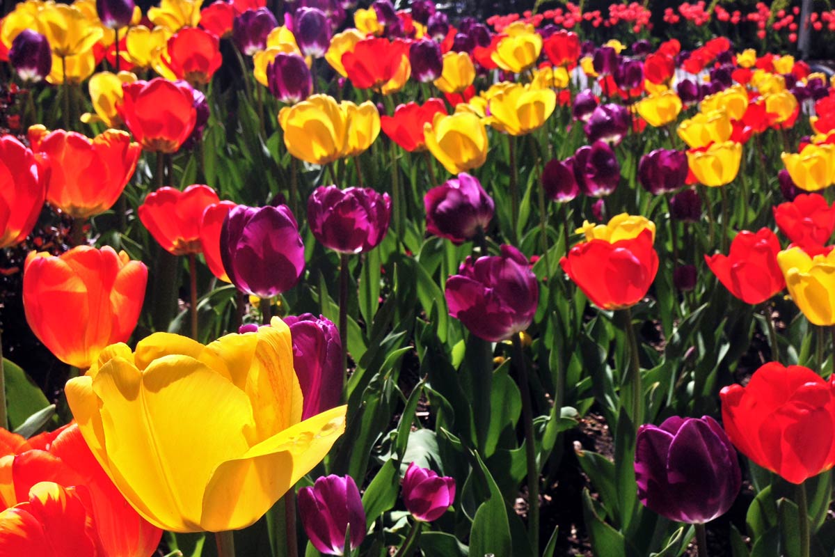 A field full of red, yellow and purple tulips seen in spring in Washington DC.