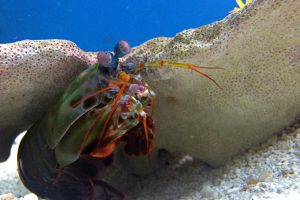 A colorful mantis shrimp peeks out from a rock at the National Zoo in Washington DC.