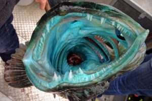 The gaping mouth full of sharp teeth and insides of a blue and green lingcod caught off the coast of California.