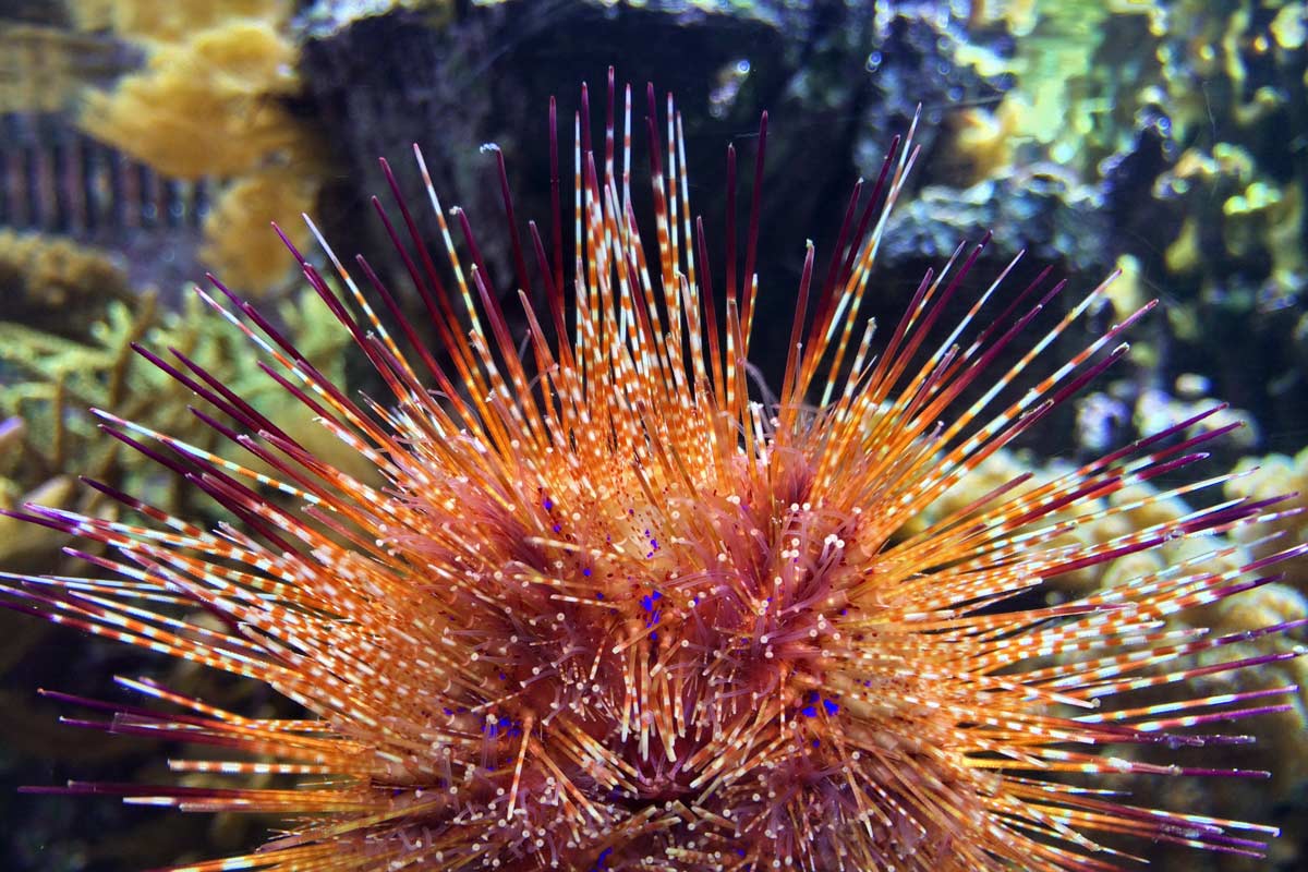 A sea urchin with yellow, orange and many other colors seen at the Shedd Aquarium in Chicago, Illinois.