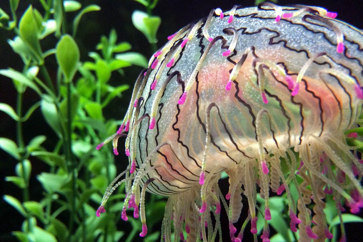 A colorful flower hat jellyfish (Olindias formosa) seen at the Shedd Aquarium in Chicago, Illinois.