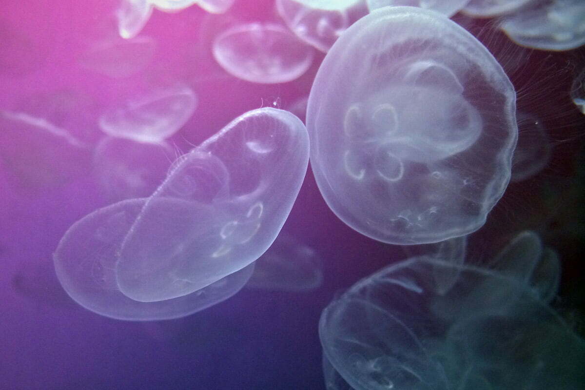 A cluster of white jellyfish seen against a deep blue, purple and pink background at the Shedd Aquarium in Chicago, Illinois.