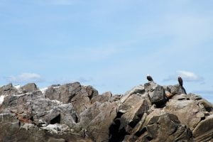 Two bald eagles stand on a rocky outcropping off the coast of Maine.