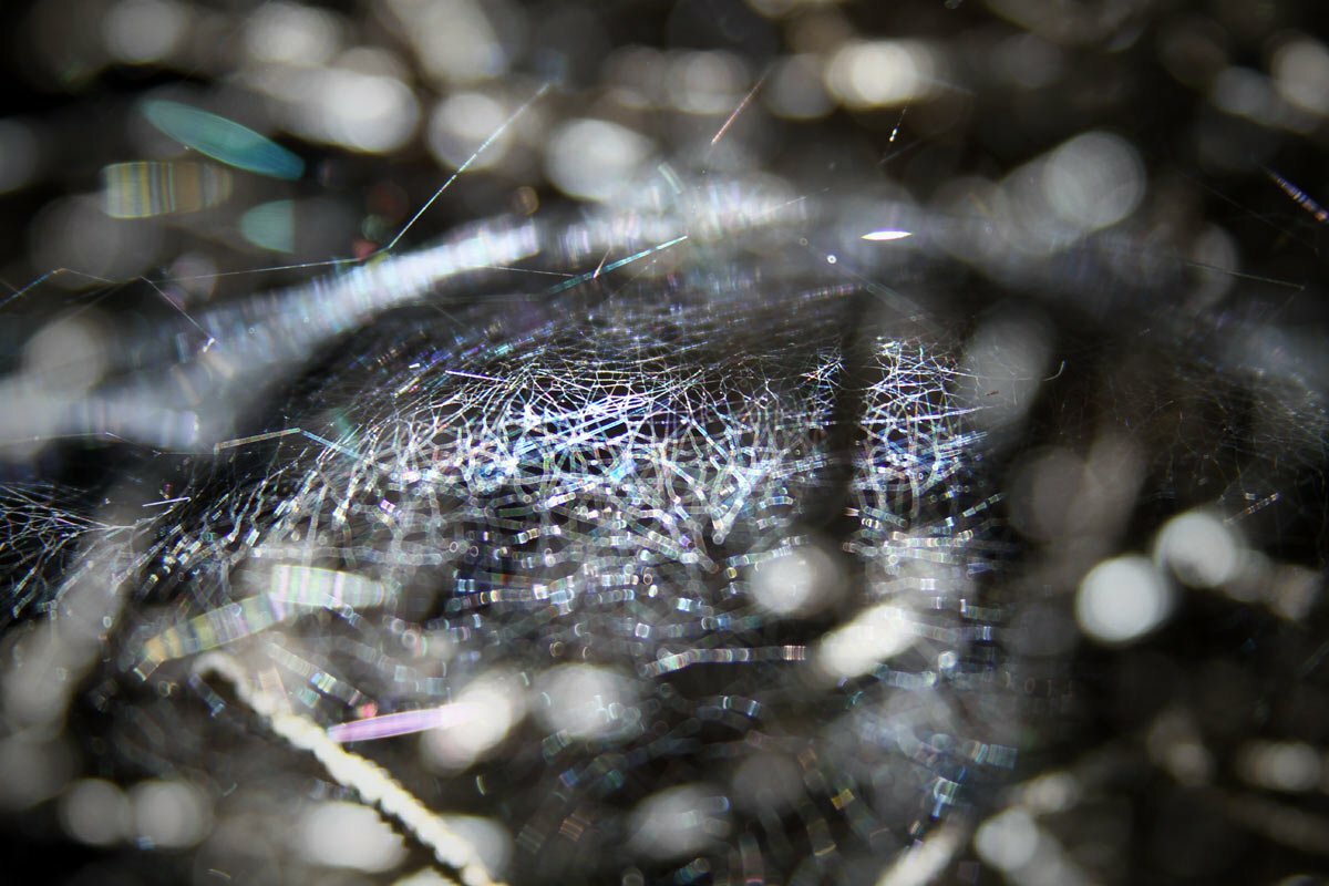 A dense web of a spider gleams in the sunlight in the Maine woods.