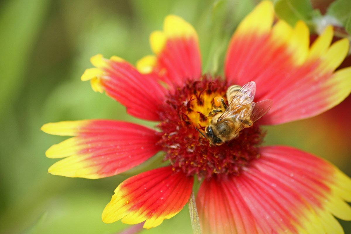 A bee covered in pollen lands on a red, yellow and pink flower at the Smithsonian Conservation Biology Institute in Front Royal, Virginia.
