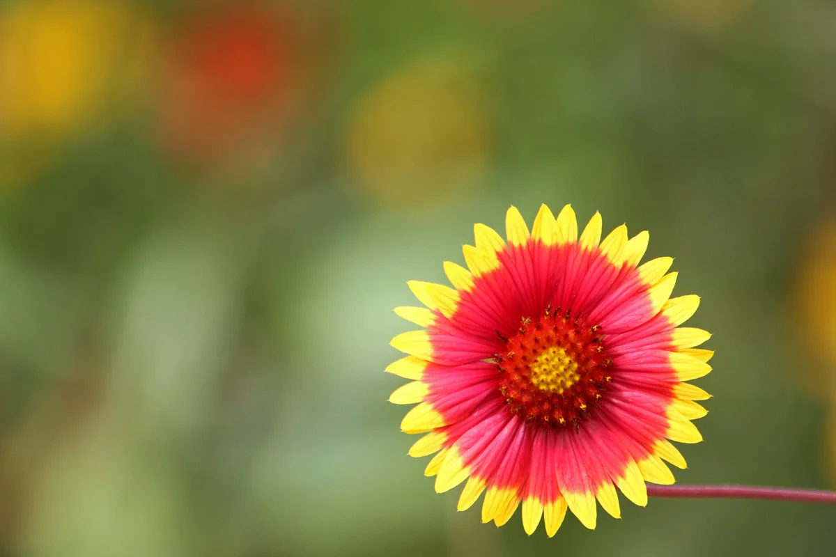 A red, pink and yellow flower at the Smithsonian Conservation Biology Institute in Front Royal, Virginia.