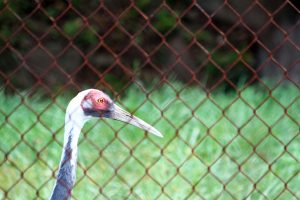 A white-naped crane named Walnut is seen behind a fence at the Smithsonian Conservation Biology Institute in Front Royal, Virginia.