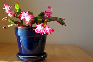 A Christmas Cactus, also known as a Holiday Cactus or Schlumbergera, displayed bright pink and white flowers in a blue pot on a wood table.