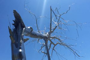 A photograph looking up at the 'Symbiosis' sculpture by Roxy Paine of a metal tree splintered and collapsed into another tree.