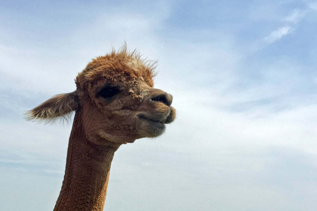 An alpaca stands and looks into a camera with a background of a blue sky.
