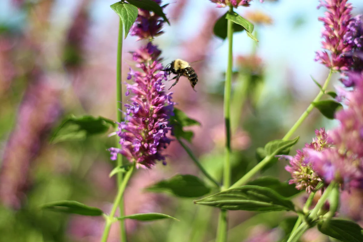 A black and yellow bee eagerly arrives on a purple flower to begin its pollination duties.