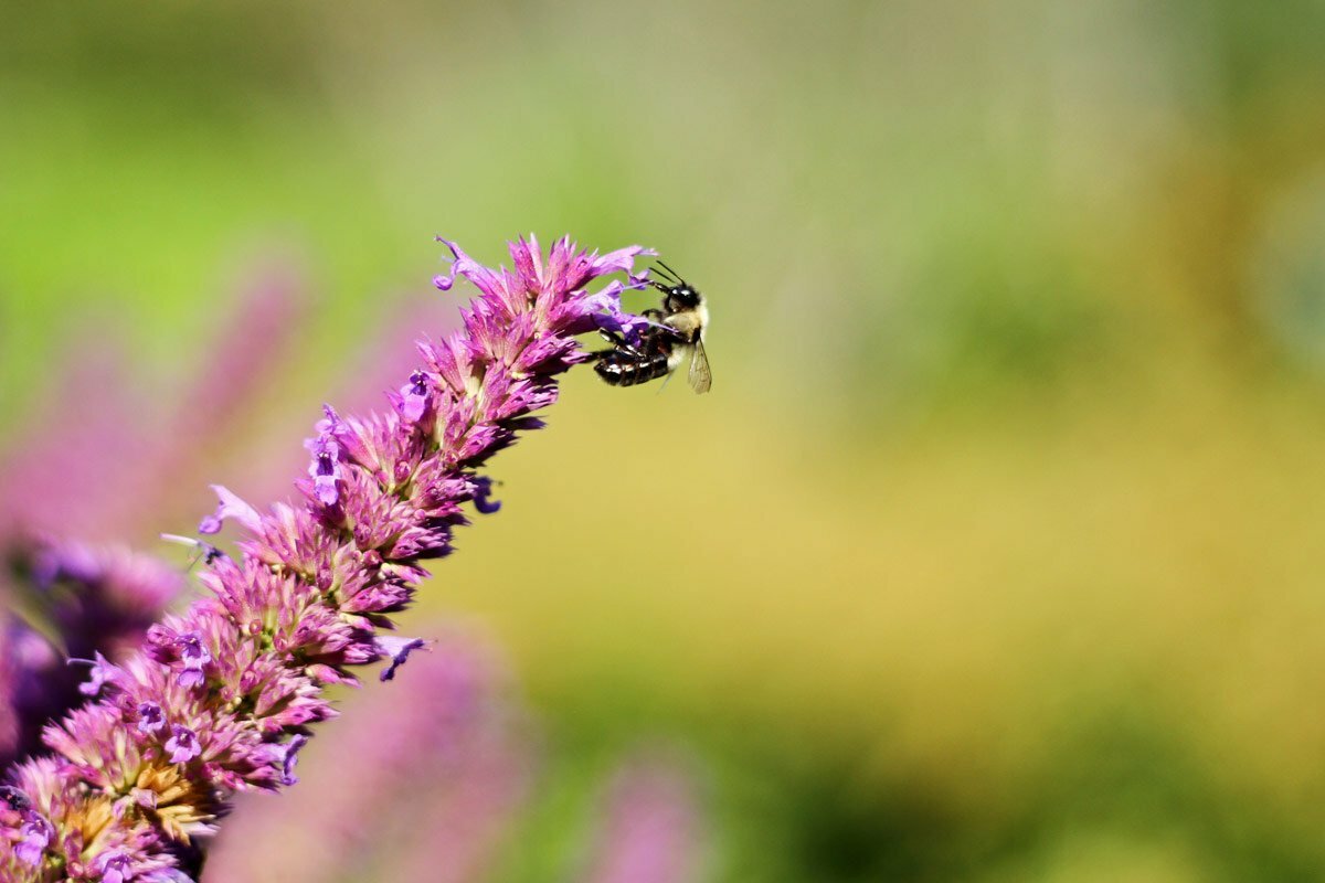 A bee on the tip of a purple flower collects pollen in Maine.