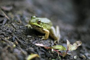 A calm frog sits on the dirt bank of a pond ignoring the photographer inching closer to take a portrait.
