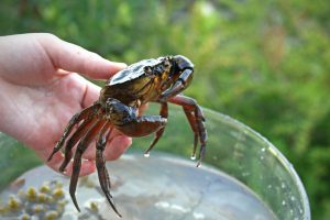 A crab found off the coast of Rockland, Maine being held above a tank of water.
