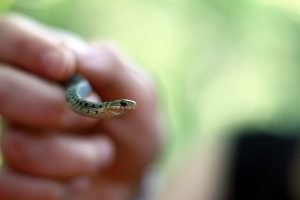 A hand holding a young Eastern Garter Snake in Maine.