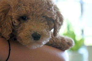 A blond golden doodle puppy looks at the camera while being held.