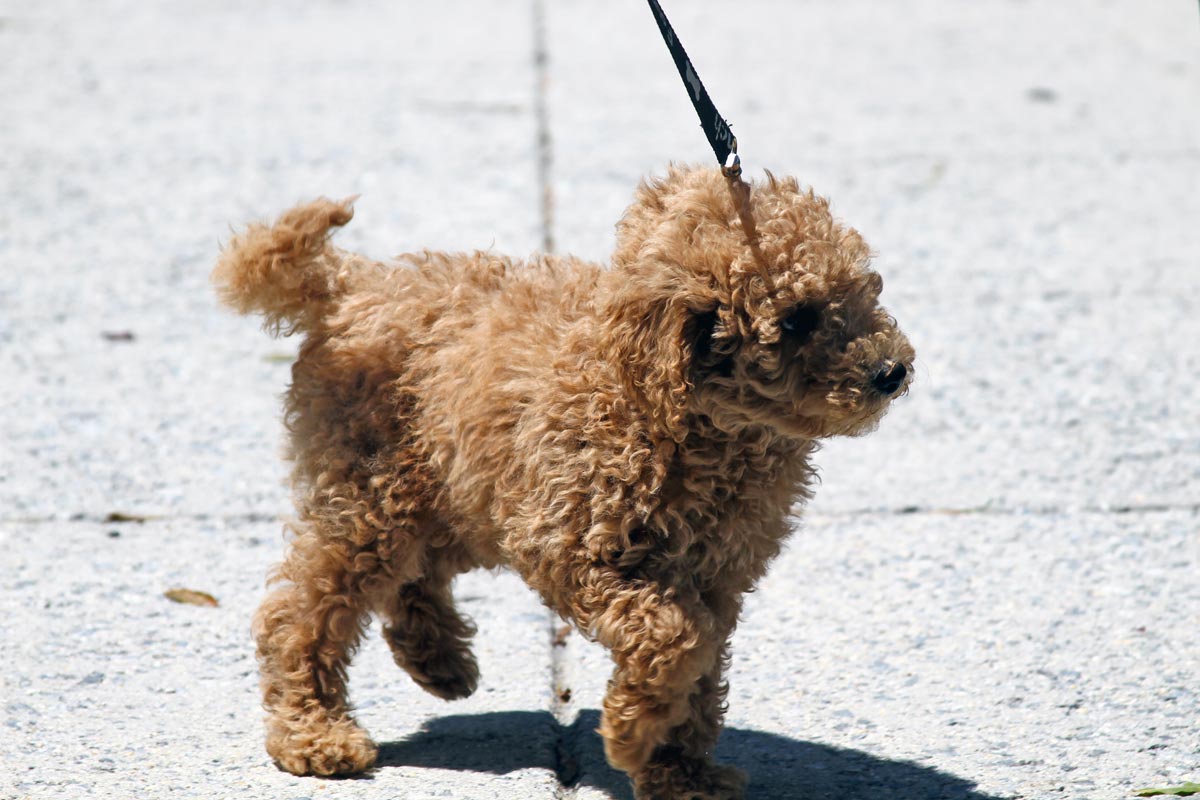 A golden doodle puppy goes for a walk on a leash.