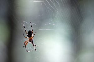 A brown, orange and white spider hangs out in the center of his web in Maine.