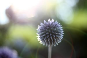 A blue and purple globe thistle in a garden at sunset.