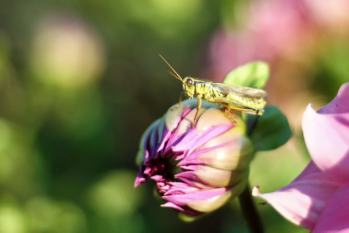 A green grass hopper rests on a purple flower ready to jump.