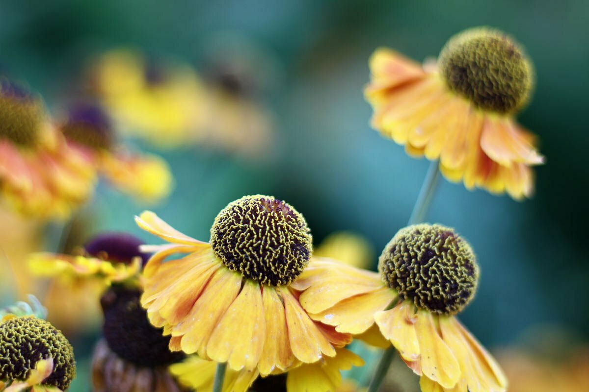A group of yellow and black flowers known as Helenium 'Mardi Gras' Sneezeweed in a Maine garden.