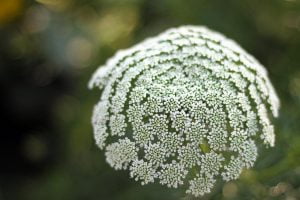 A close up photograph of white flowers on an apiaceae plant, likely a wild carrot or Queen Anne’s Lace plant.