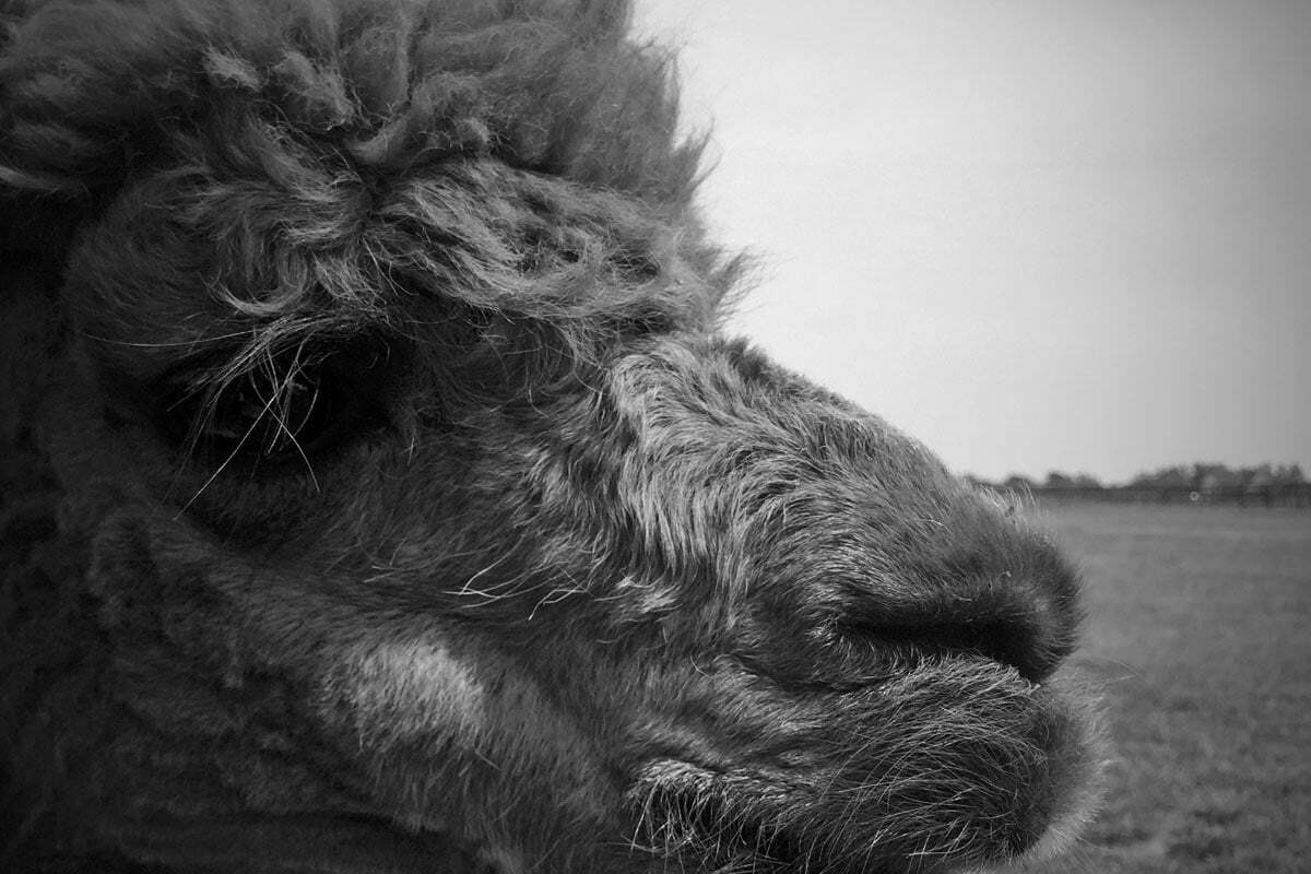 A black and white side profile photograph of an alpaca.