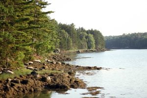 The rocky coast where the Maine forest meets the water.