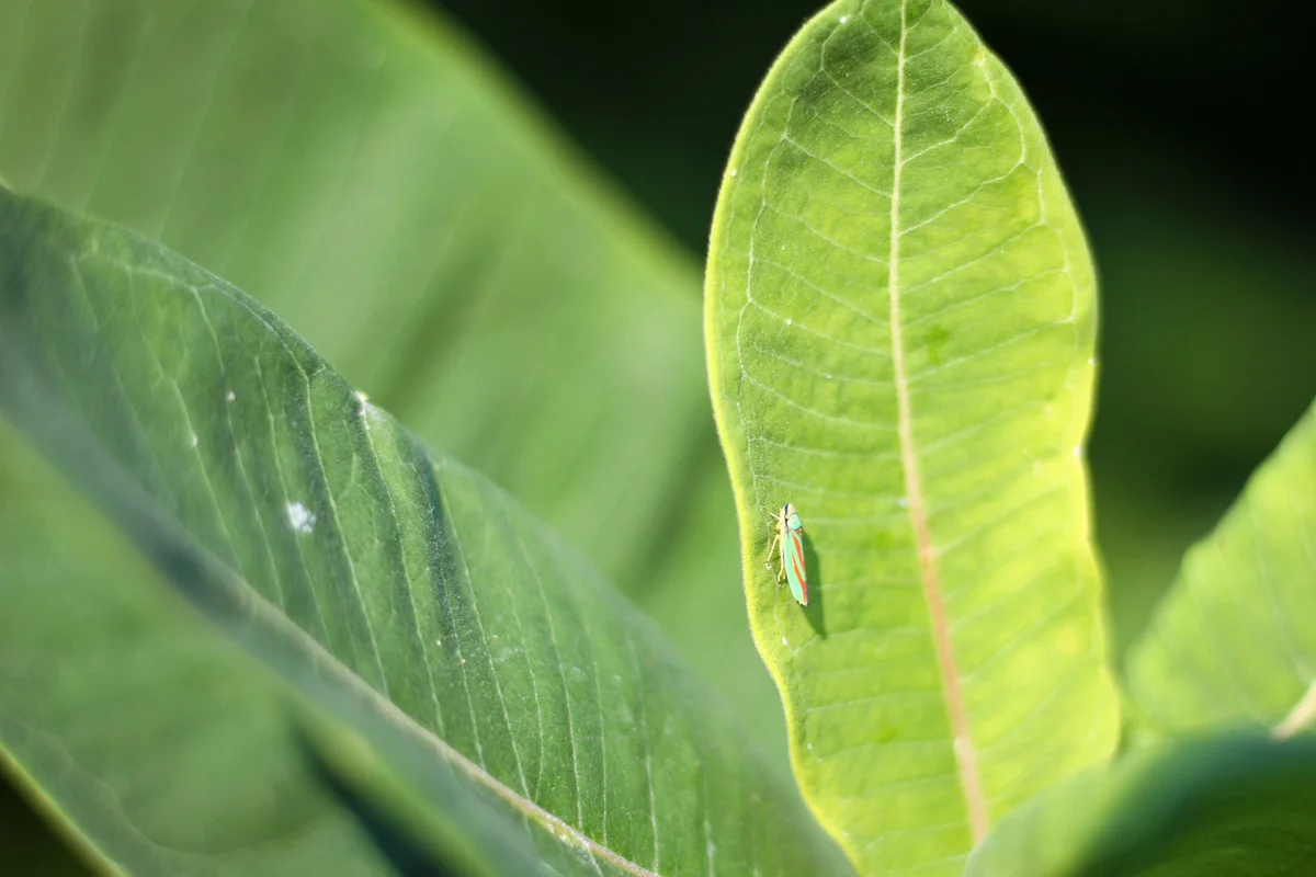 A green, yellow and red bug crosses a large green leaf.