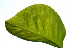 A photograph looking up at a leaf to see the individual veins with a white background.