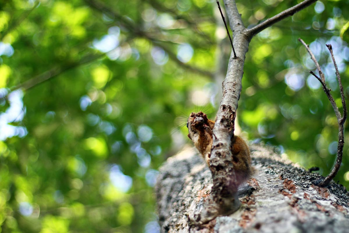 A photograph look up at an American red squirrel sitting on a branch nibbling on a nut.