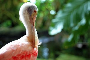 A pink and white Roseate Spoonbill picks its feathers with its large beak.